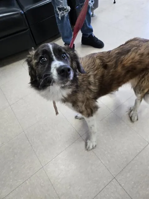 A young medium-sized female Collie dog named Hibiscus for adoption in Killeen, TX