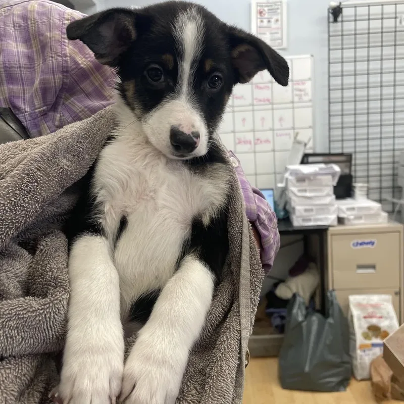 A baby small-sized male Chihuahua dog named Spike for adoption in Spokane, WA