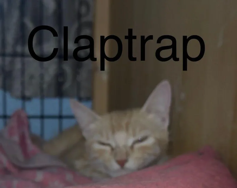 An adult medium-sized female Tabby cat named Clap Trap for adoption in Calimesa, CA