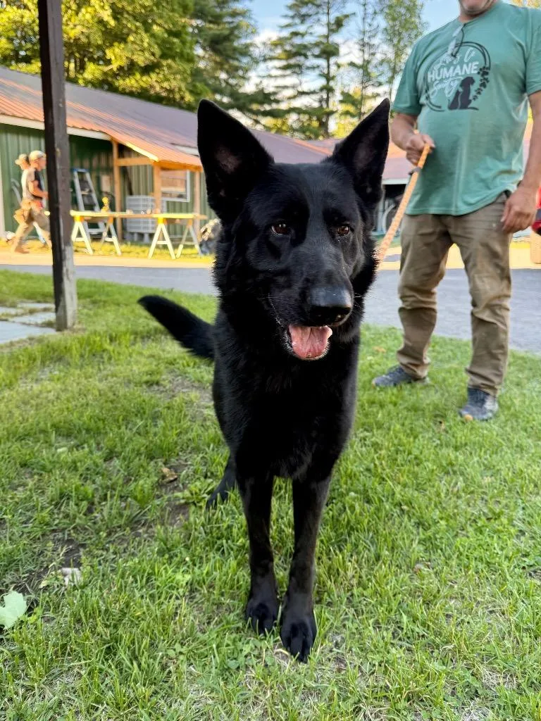 A young large-sized female Dutch Shepherd dog named Shiloh Ell for adoption in Glenfield, NY