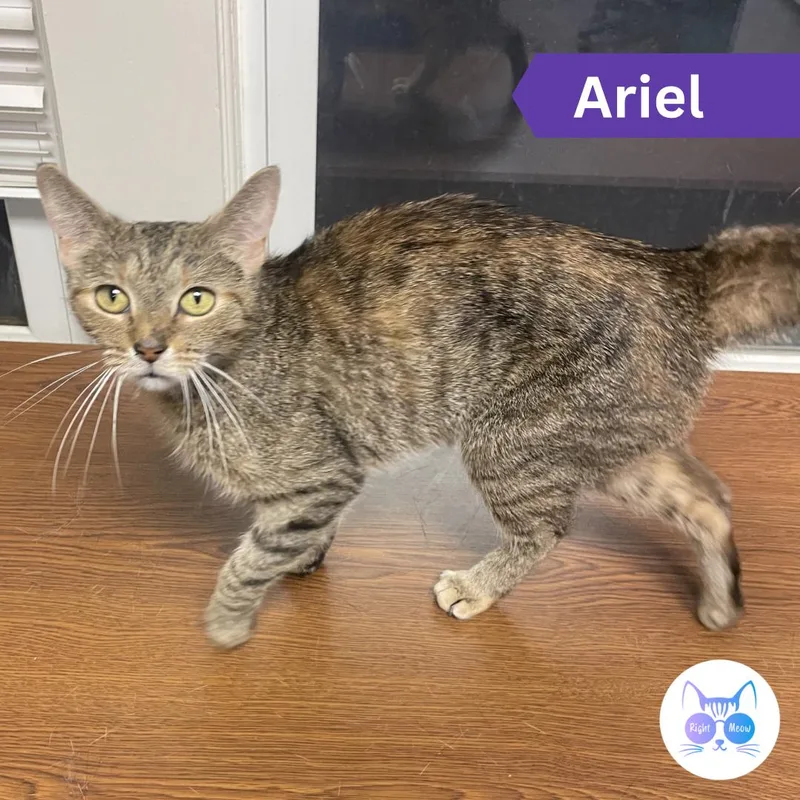 An adult medium-sized female Tabby (Orange / Red) Domestic Short Hair cat named Ariel for adoption in Penfield, NY
