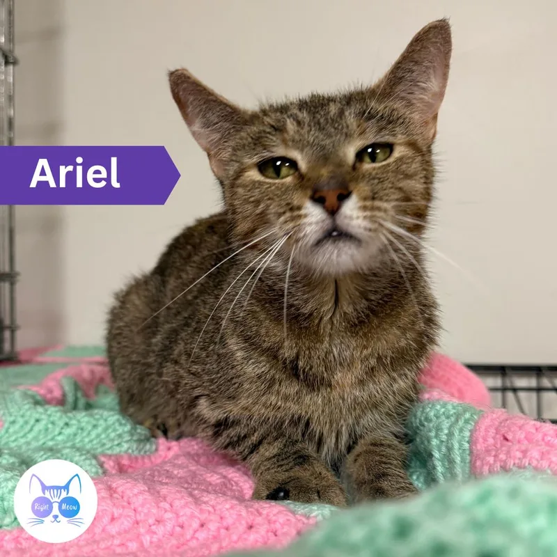Ariel thumbnail 2