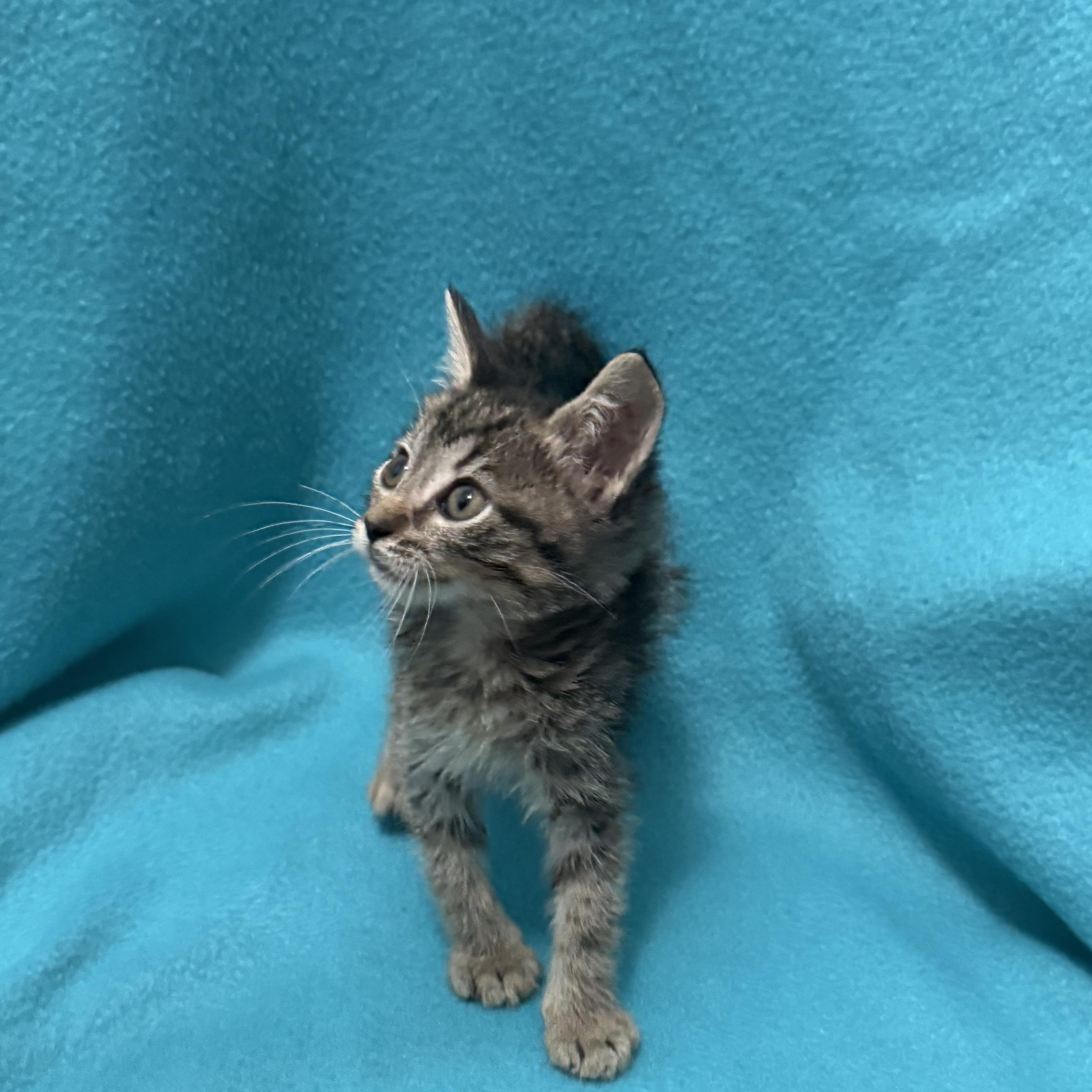 A baby medium-sized female Tabby (Orange / Red) Domestic Short Hair cat named Circus for adoption in Oakdale, CA