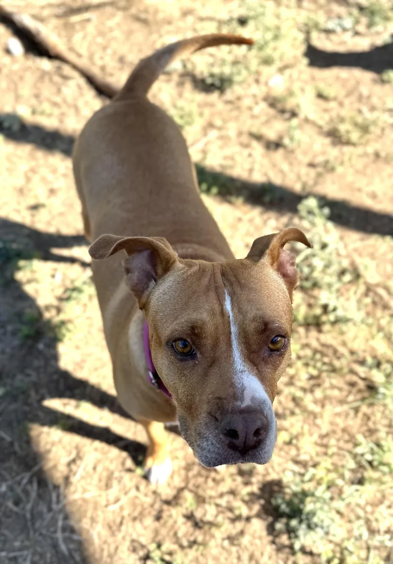 An adult medium-sized female Mixed Breed dog named Cinnamon for adoption in Denison, TX