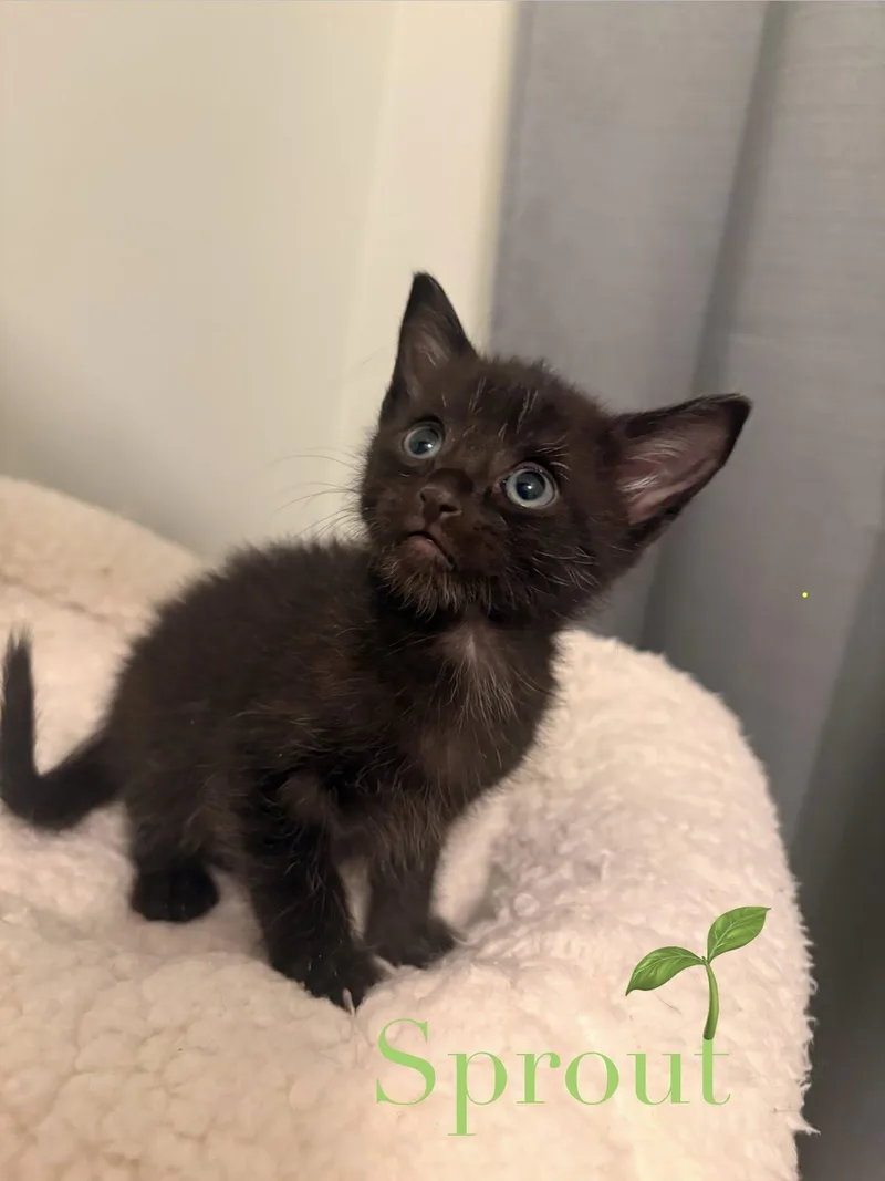 A baby medium-sized male Black Domestic Short Hair cat named Sprout for adoption in Lake Saint Louis, MO