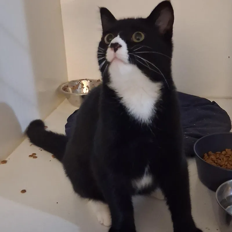 A baby medium-sized male Black & White / Tuxedo Domestic Short Hair cat named Coffee for adoption in Iowa Falls, IA