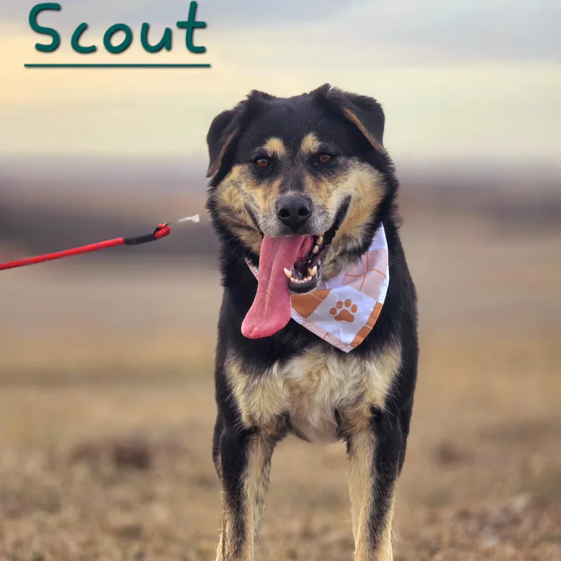 An adult medium-sized male Bicolor Australian Shepherd dog named Scout for adoption in Walthill, NE