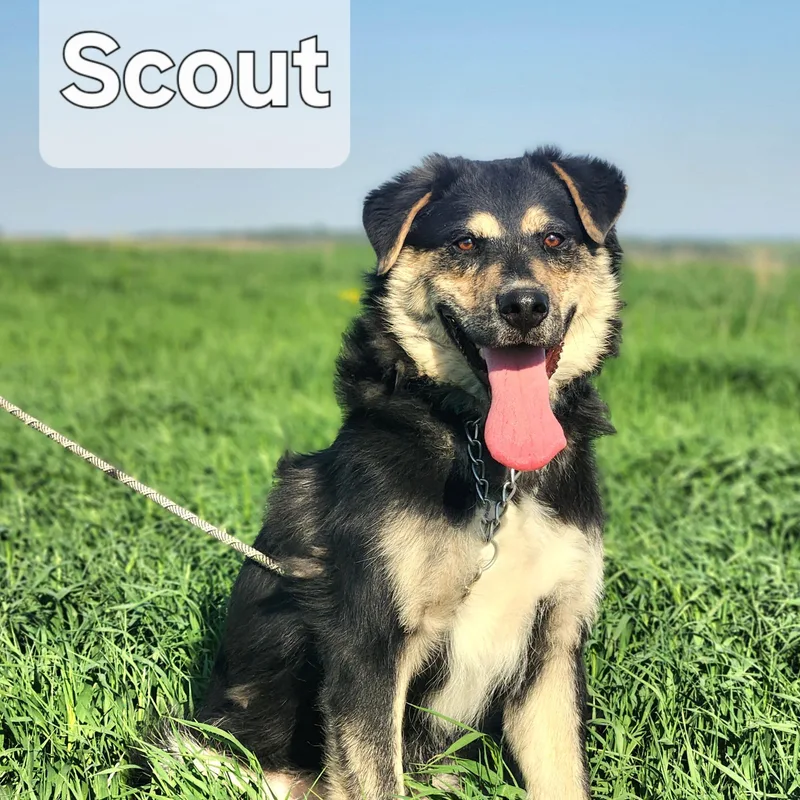 Scout thumbnail 3