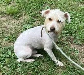 A young small-sized male Terrier dog named Dimetri for adoption in Cumming, GA