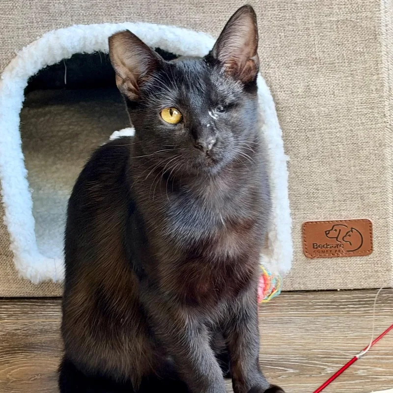 A baby medium-sized male Black Bombay cat named Sammyy for adoption in Fresno, CA