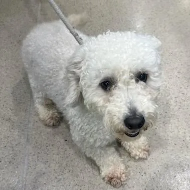 A young small-sized male White / Cream Bichon Frise dog named Tigger for adoption in Manassas, VA
