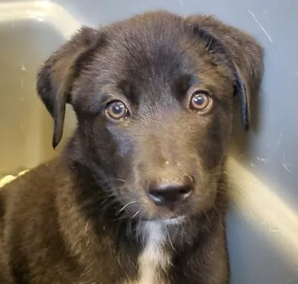 A young large-sized female Mountain Cur dog named Tiny for adoption in Kansas City, MO