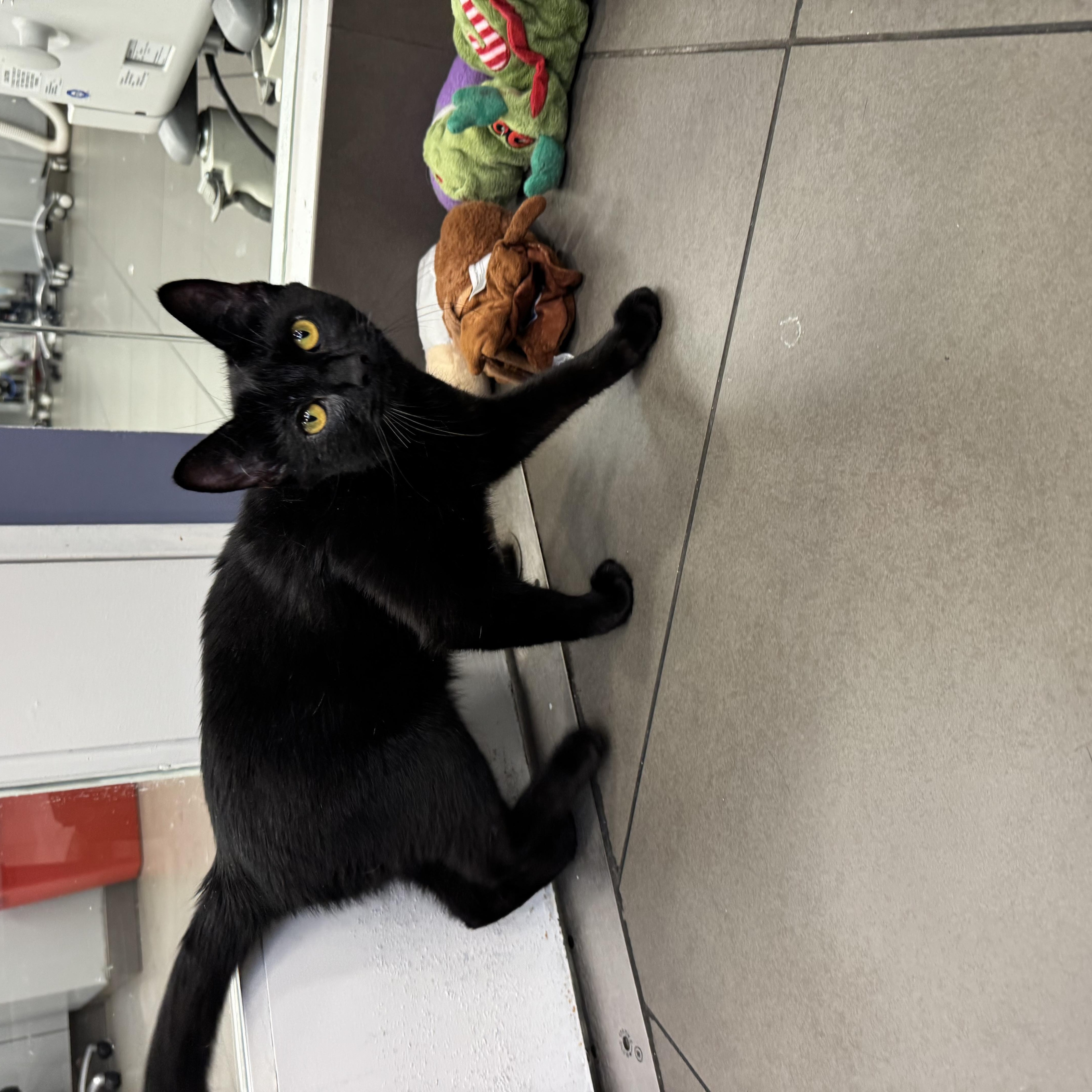 A young medium-sized male Black Domestic Short Hair cat named Mason for adoption in New York, NY