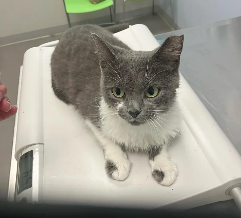 An adult medium-sized female Gray & White Domestic Short Hair cat named Shirley for adoption in Orlando, FL