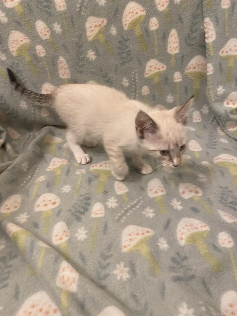 A young medium-sized female Siamese cat named Nebula for adoption in Mobile, AL