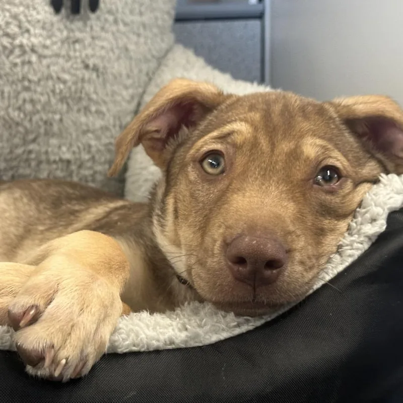 A baby medium-sized female Brown / Chocolate Labrador Retriever dog named Bianca for adoption in Goltry, OK