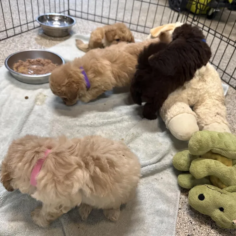 A baby small-sized female Poodle dog named Guppy for adoption in West Chester, PA