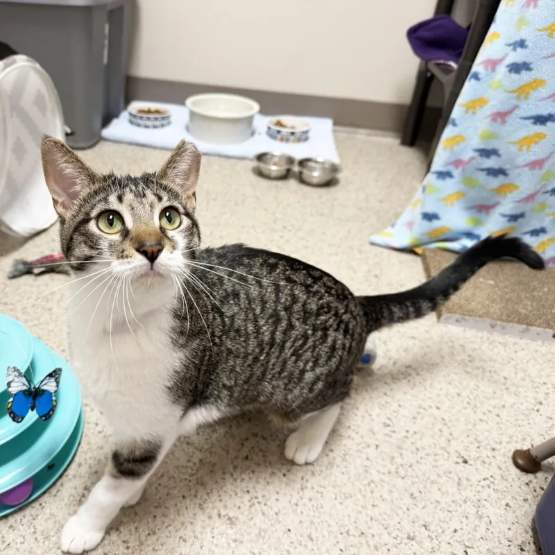 A young medium-sized female Domestic Short Hair cat named Dora for adoption in Oshkosh, WI