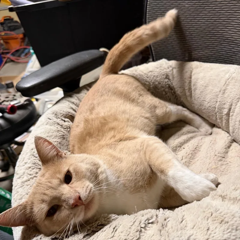A young small-sized male Orange / Red Domestic Short Hair cat named Simba for adoption in Nampa, ID
