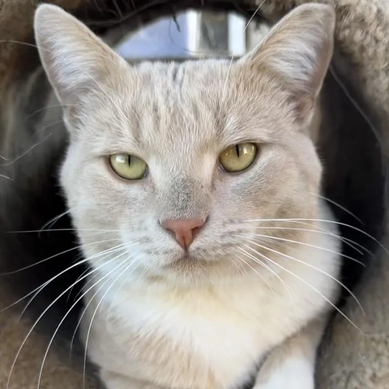 Simba thumbnail 2