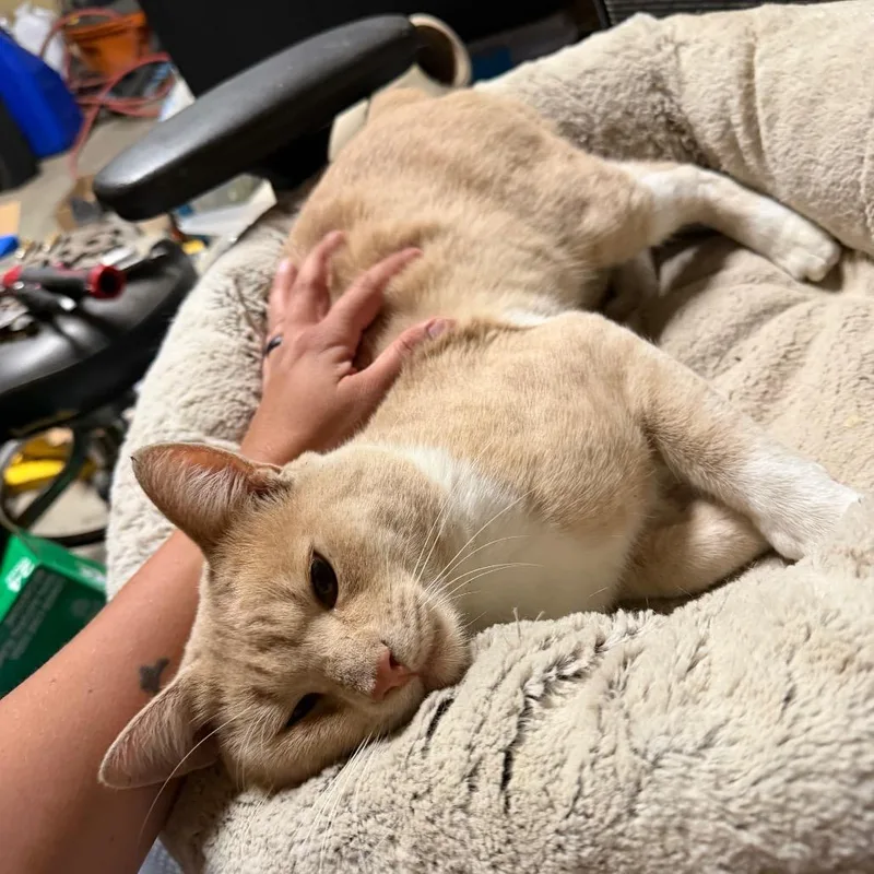 Simba thumbnail 3