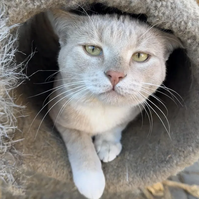 Simba thumbnail 5
