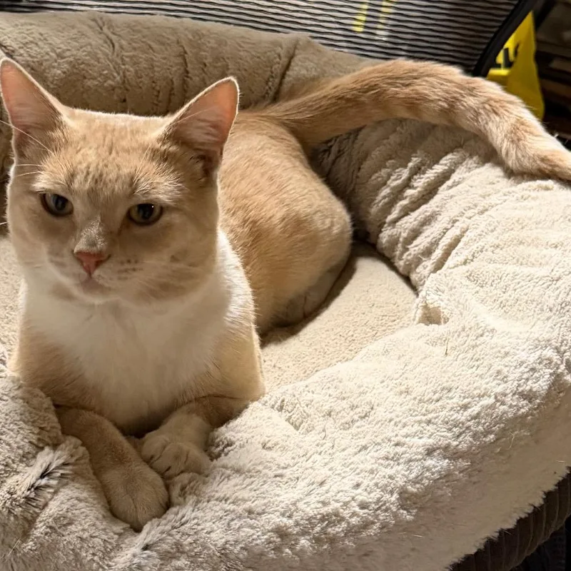 Simba thumbnail 6