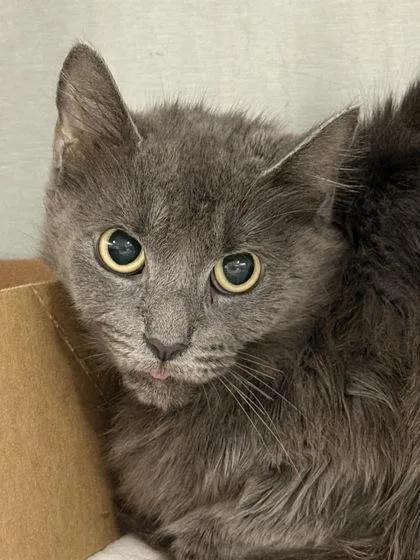 An adult medium-sized female Domestic Short Hair cat named Paulie for adoption in West Chester, PA
