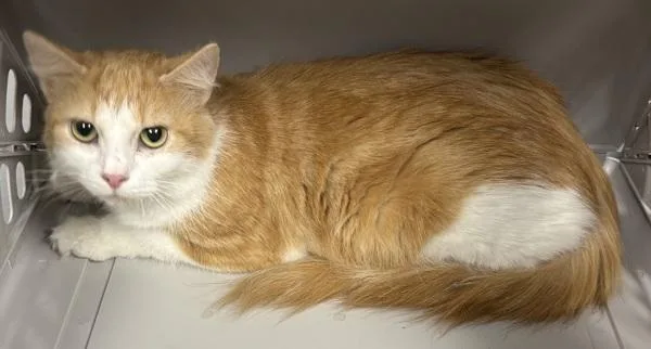 An adult small-sized female Domestic Short Hair cat named Fm Sunkist for adoption in Lawrenceville, GA