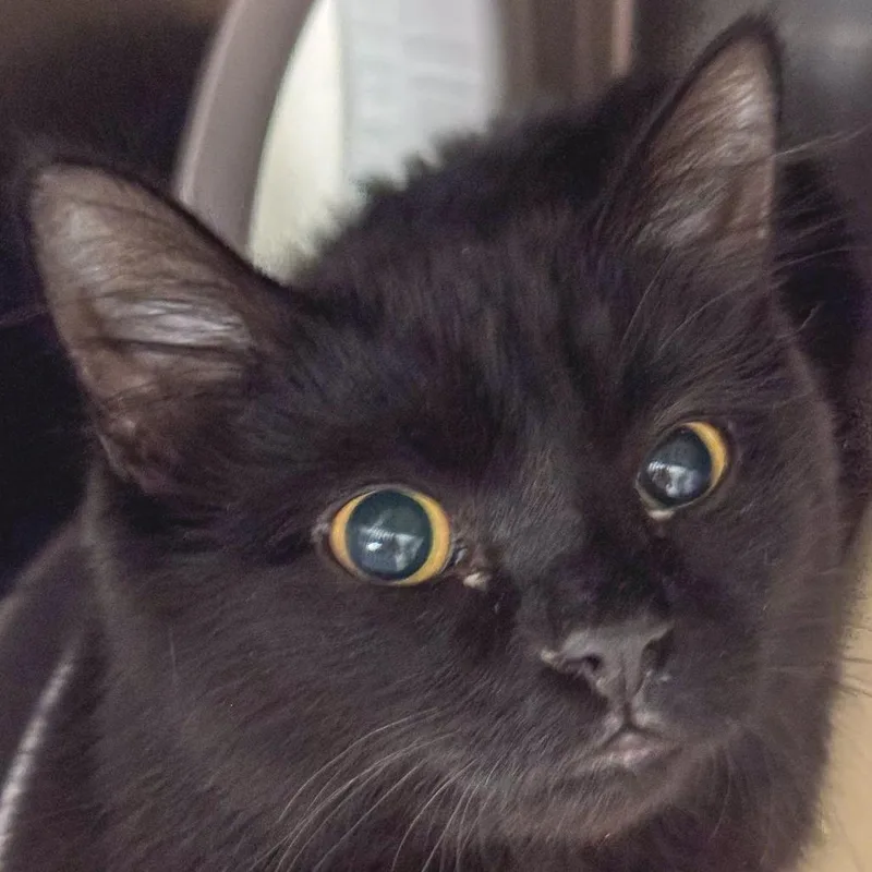 An adult medium-sized male Black Domestic Medium Hair cat named Larry for adoption in Kennebunk, ME