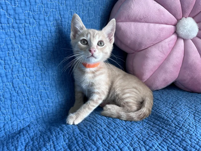 A baby medium-sized male Tabby (Orange / Red) Domestic Short Hair cat named Brigadier Biscuits for adoption in Bryan, TX