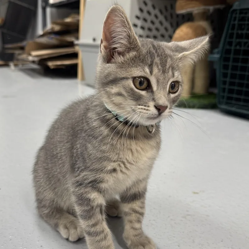 A baby medium-sized female Tabby (Gray / Blue / Silver) Domestic Short Hair cat named Nova for adoption in Morris, MN