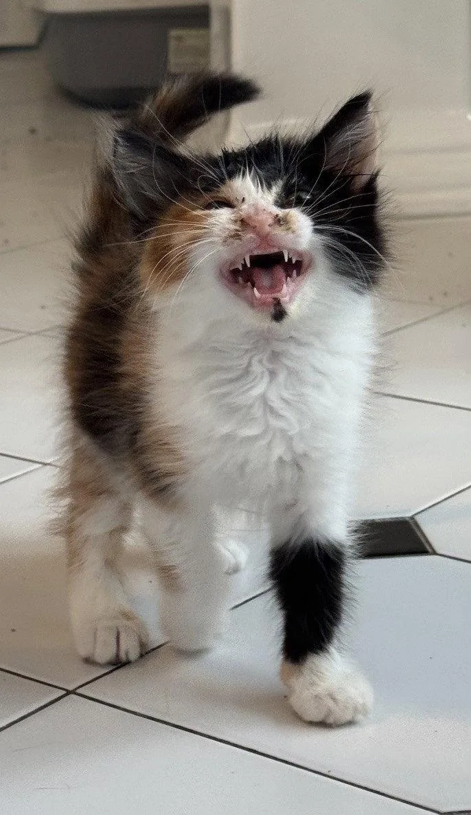 A baby medium-sized female Domestic Short Hair cat named Luna for adoption in San Jose, CA