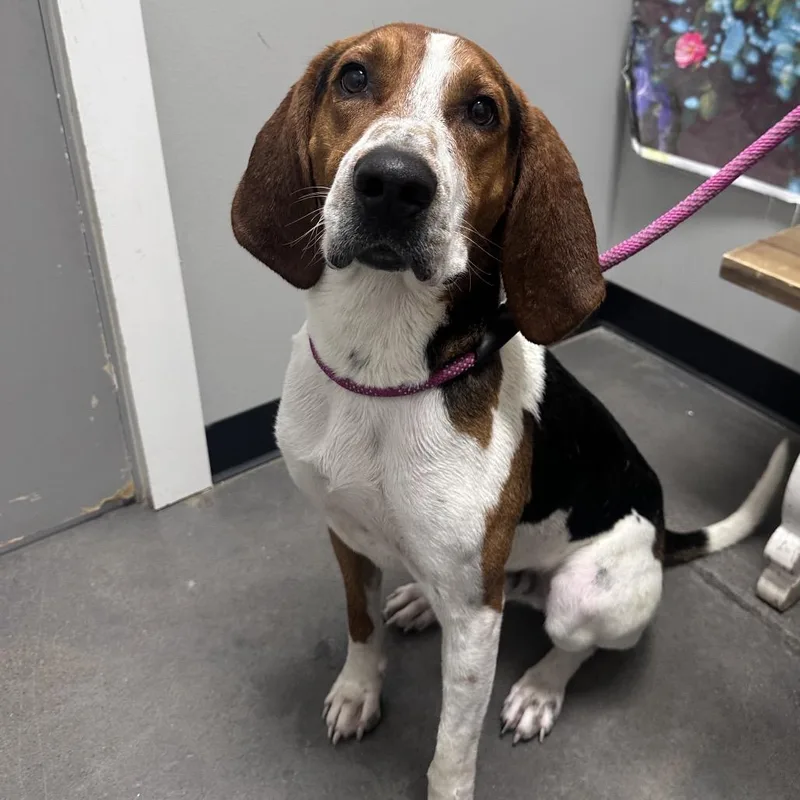 A young small-sized male White / Cream Coonhound dog named Kletus for adoption in Normal, IL