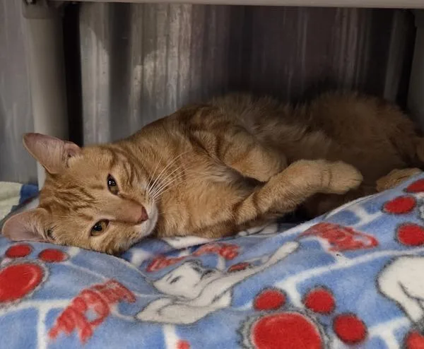 A young medium-sized male Domestic Short Hair cat named Perseus for adoption in Millersville, MD