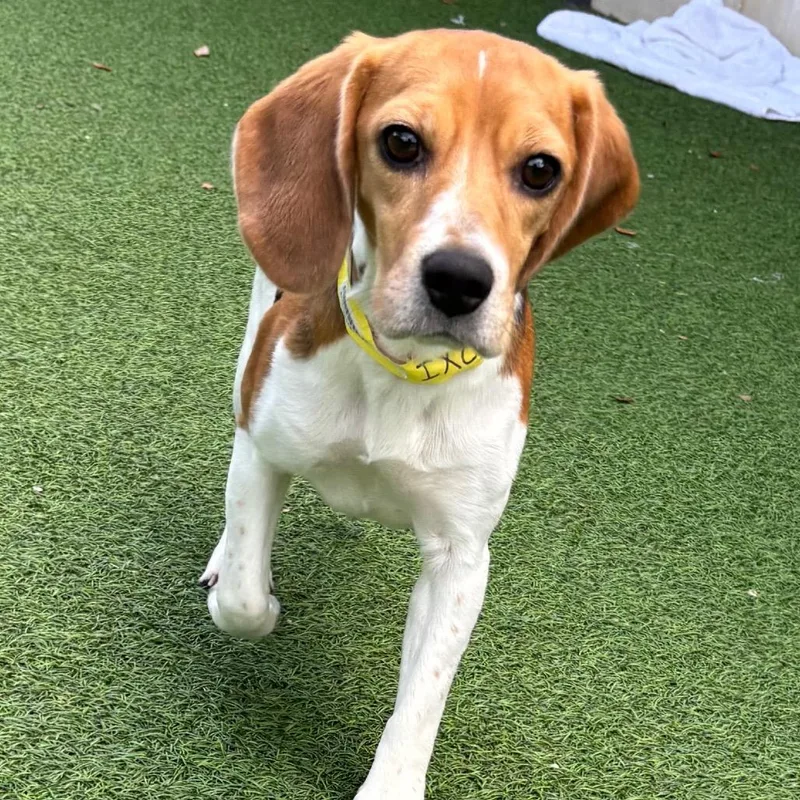 A young small-sized female Yellow / Tan / Blond / Fawn Beagle dog named Jill for adoption in LOXAHATCHEE, FL