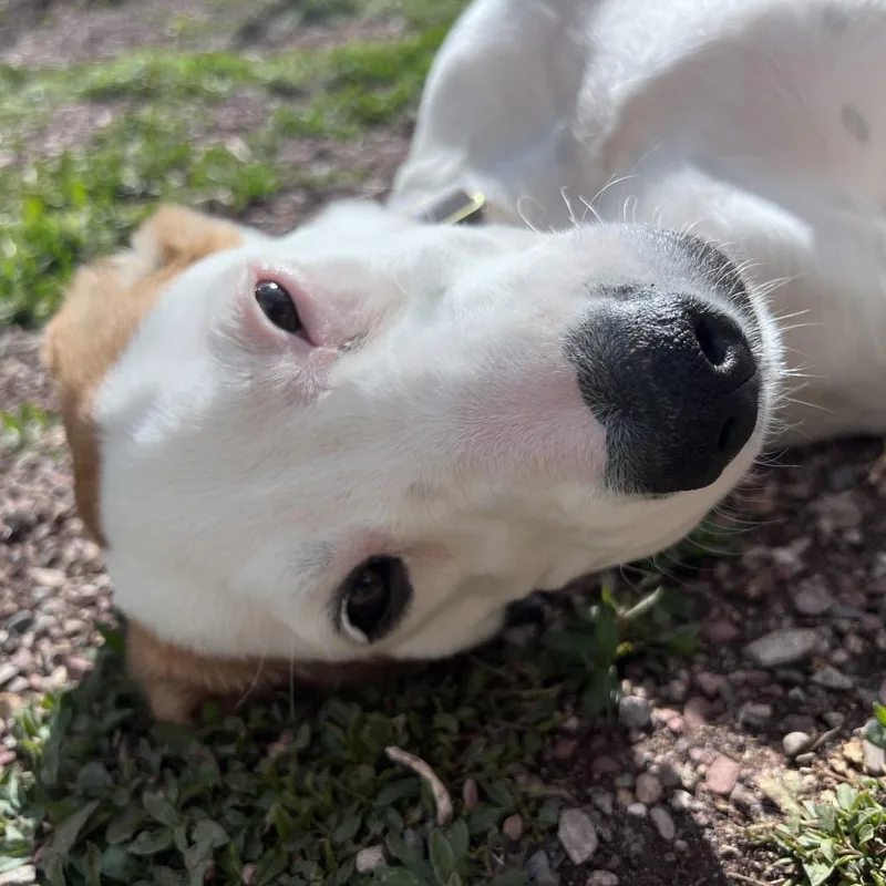 Tilly thumbnail 3