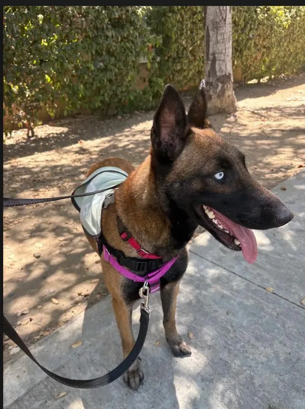 An adult large-sized female Belgian Shepherd / Sheepdog dog named Feebus Beebus for adoption in San Diego, CA
