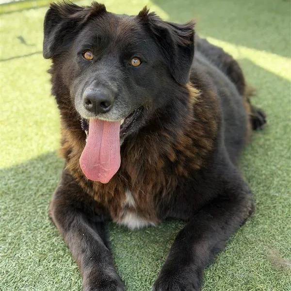An adult large-sized male Black German Shepherd Dog dog named Bear for adoption in Hawthorne, CA