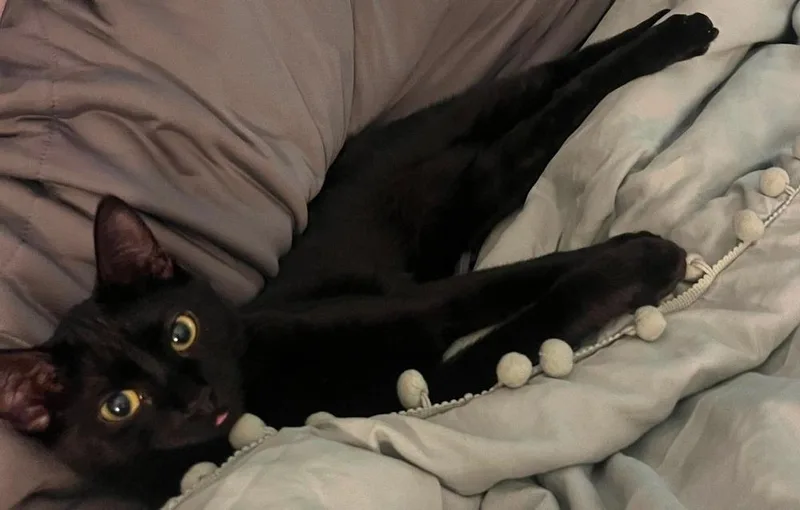 A baby small-sized female Domestic Short Hair cat named Toothless for adoption in Chicago, IL