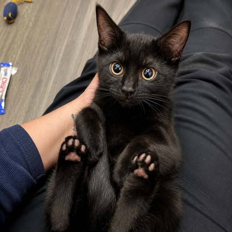 Toothless thumbnail 2