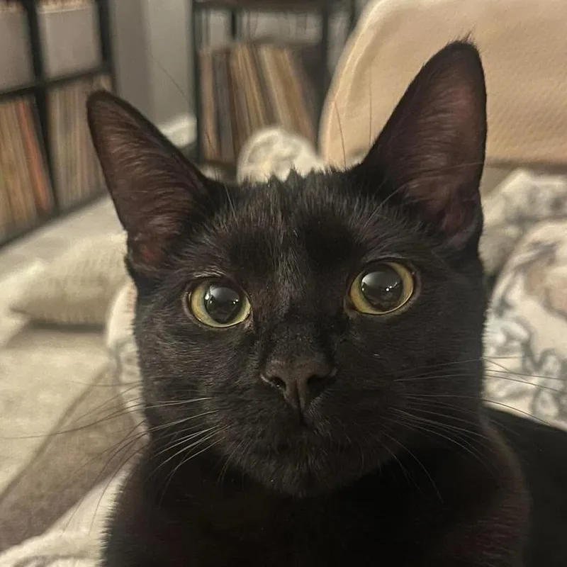Toothless thumbnail 5