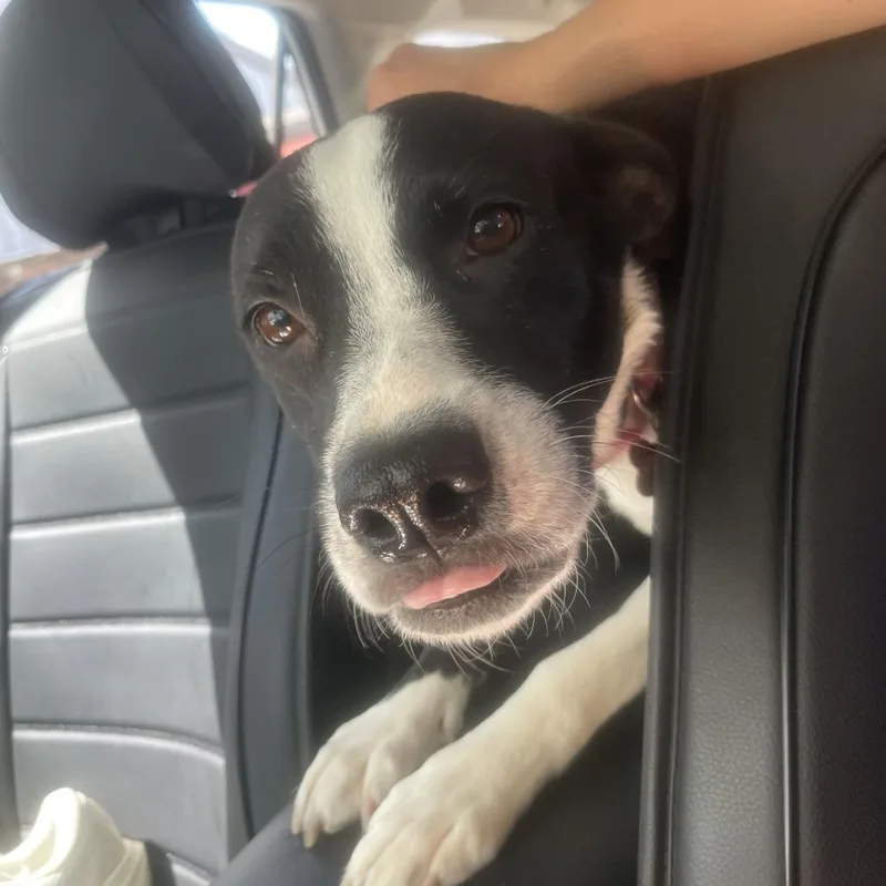 An adult medium-sized female American Staffordshire Terrier dog named Sally for adoption in Fort Collins, CO