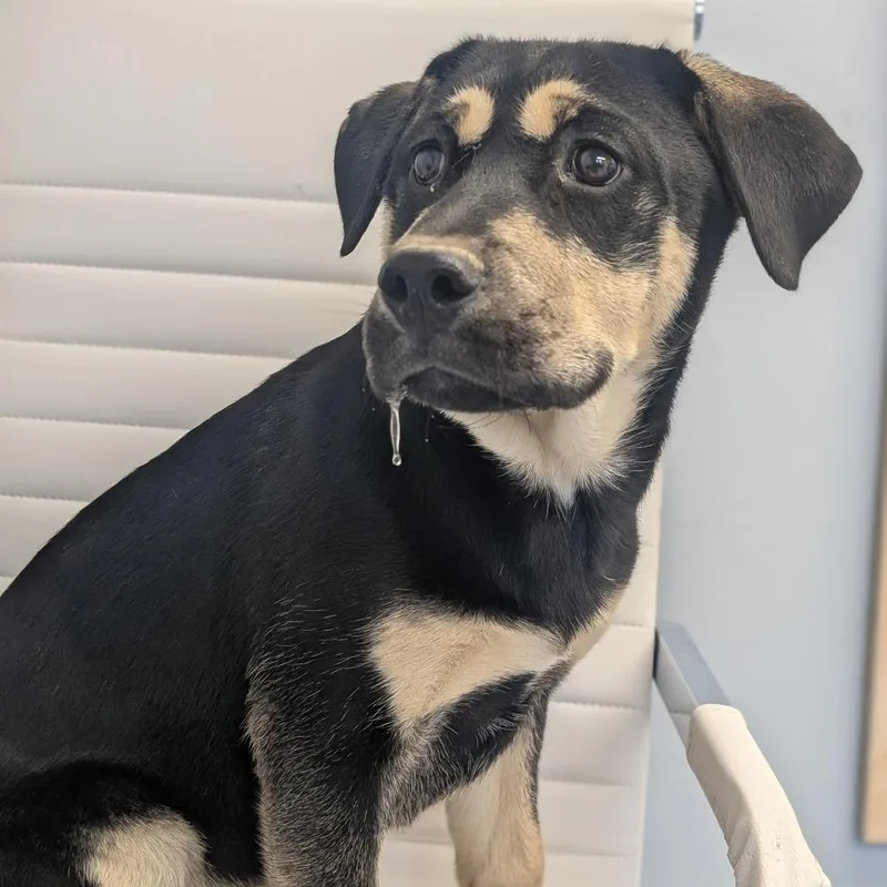 A young large-sized female Black Husky dog named Solstice for adoption in Watertown, NY