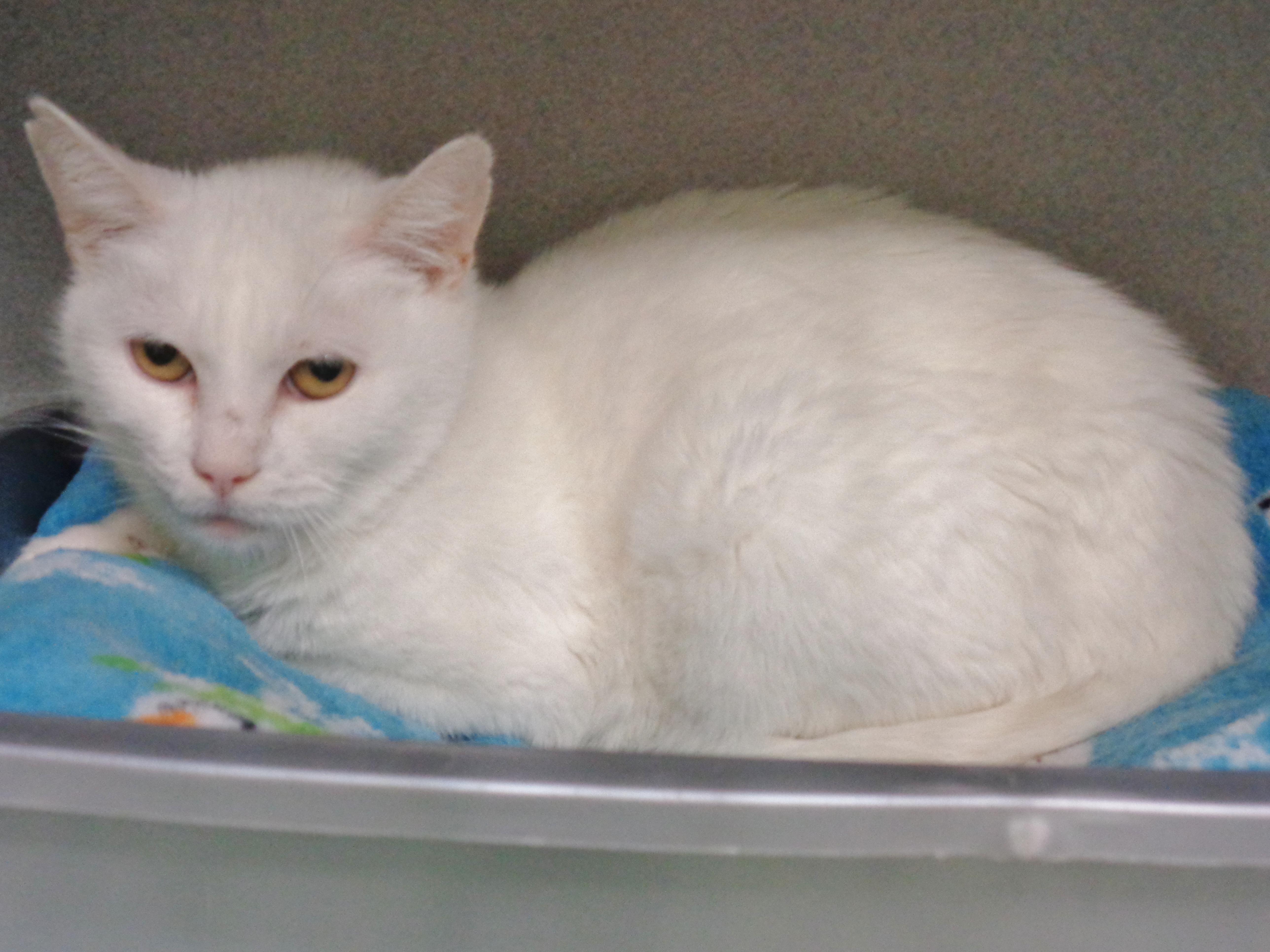 Panna Cotta thumbnail 2