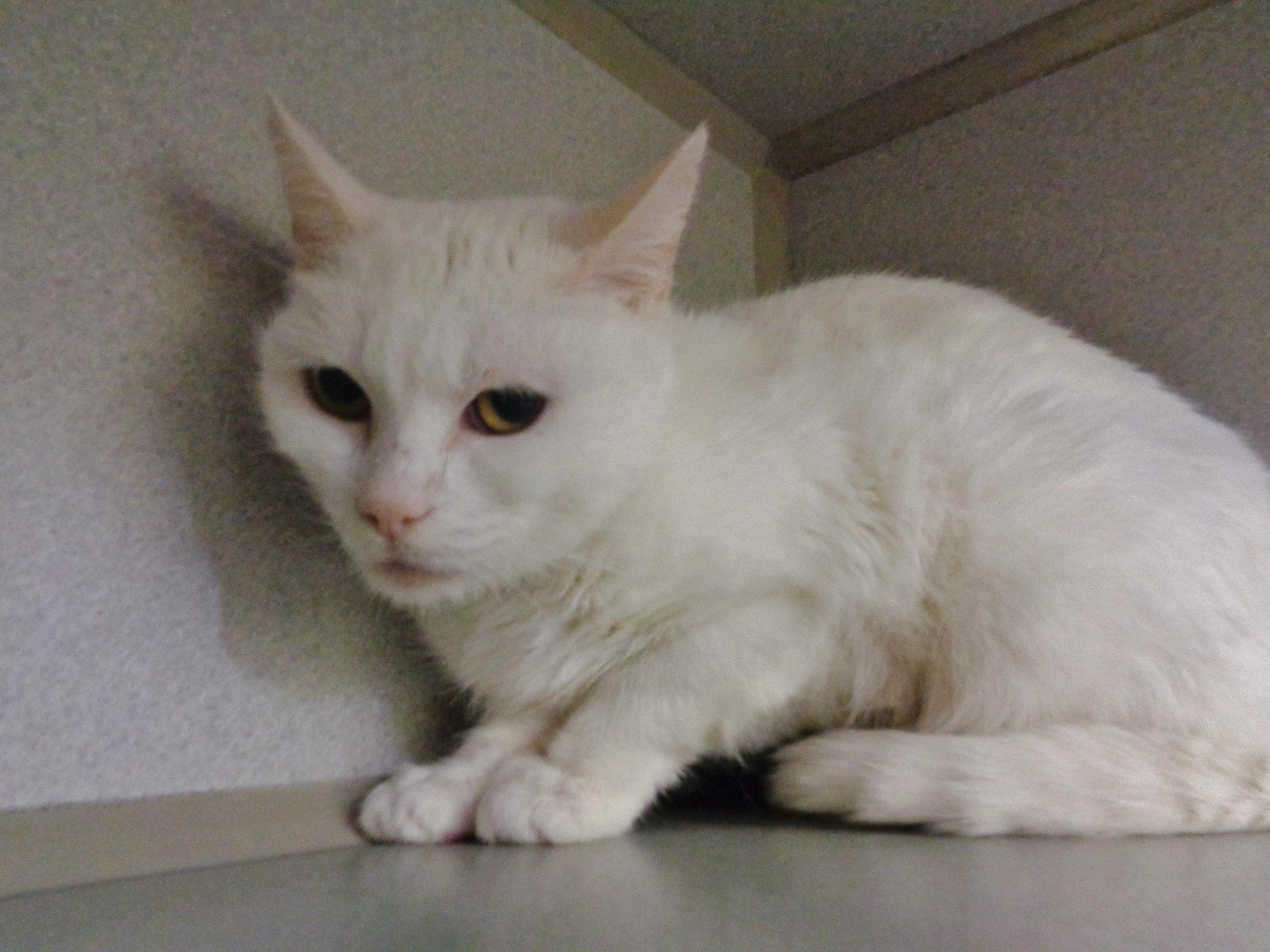 Panna Cotta thumbnail 3