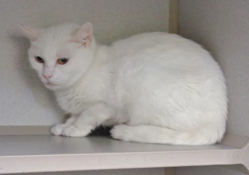 Panna Cotta thumbnail 4