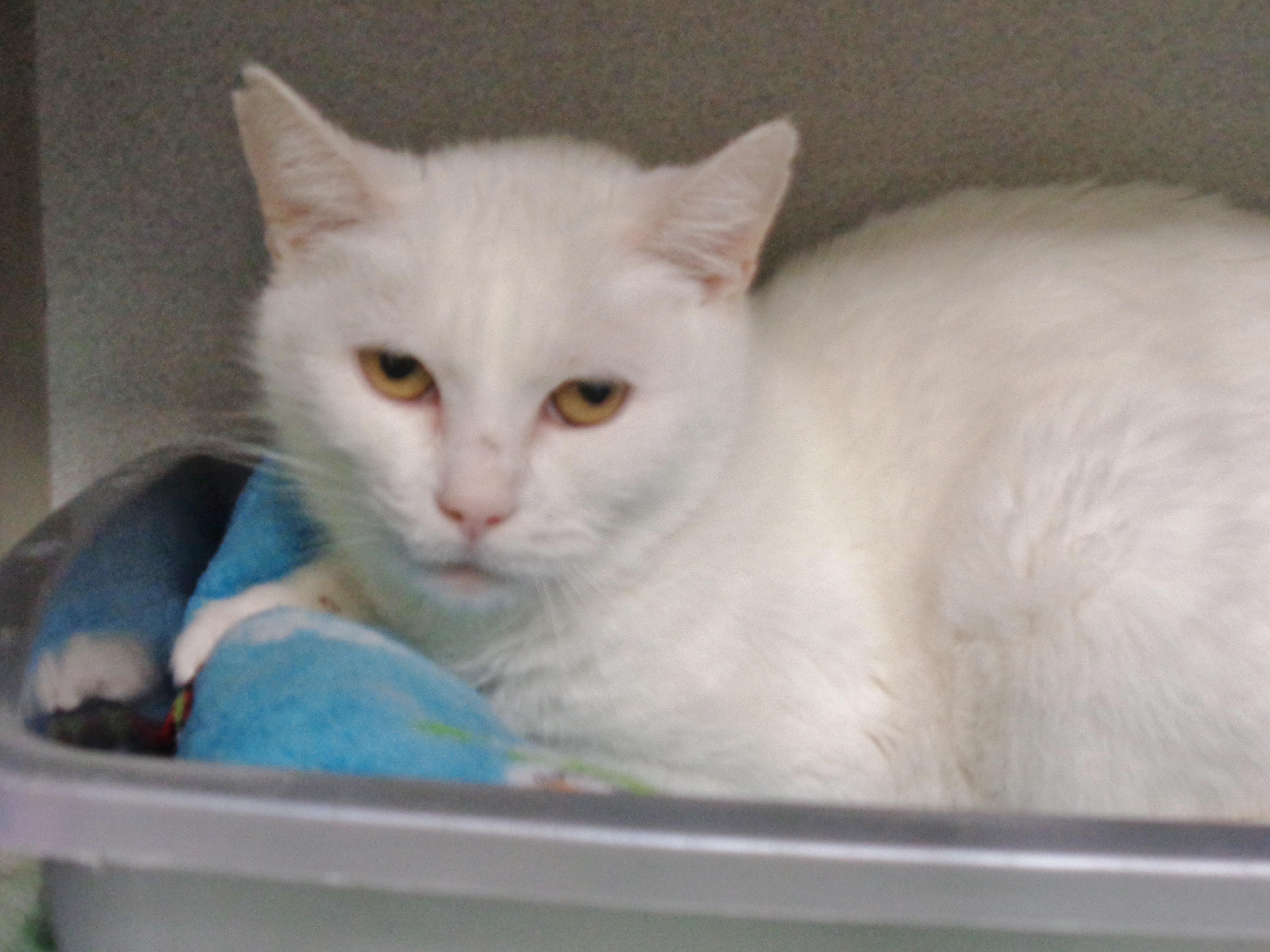 Panna Cotta thumbnail 5