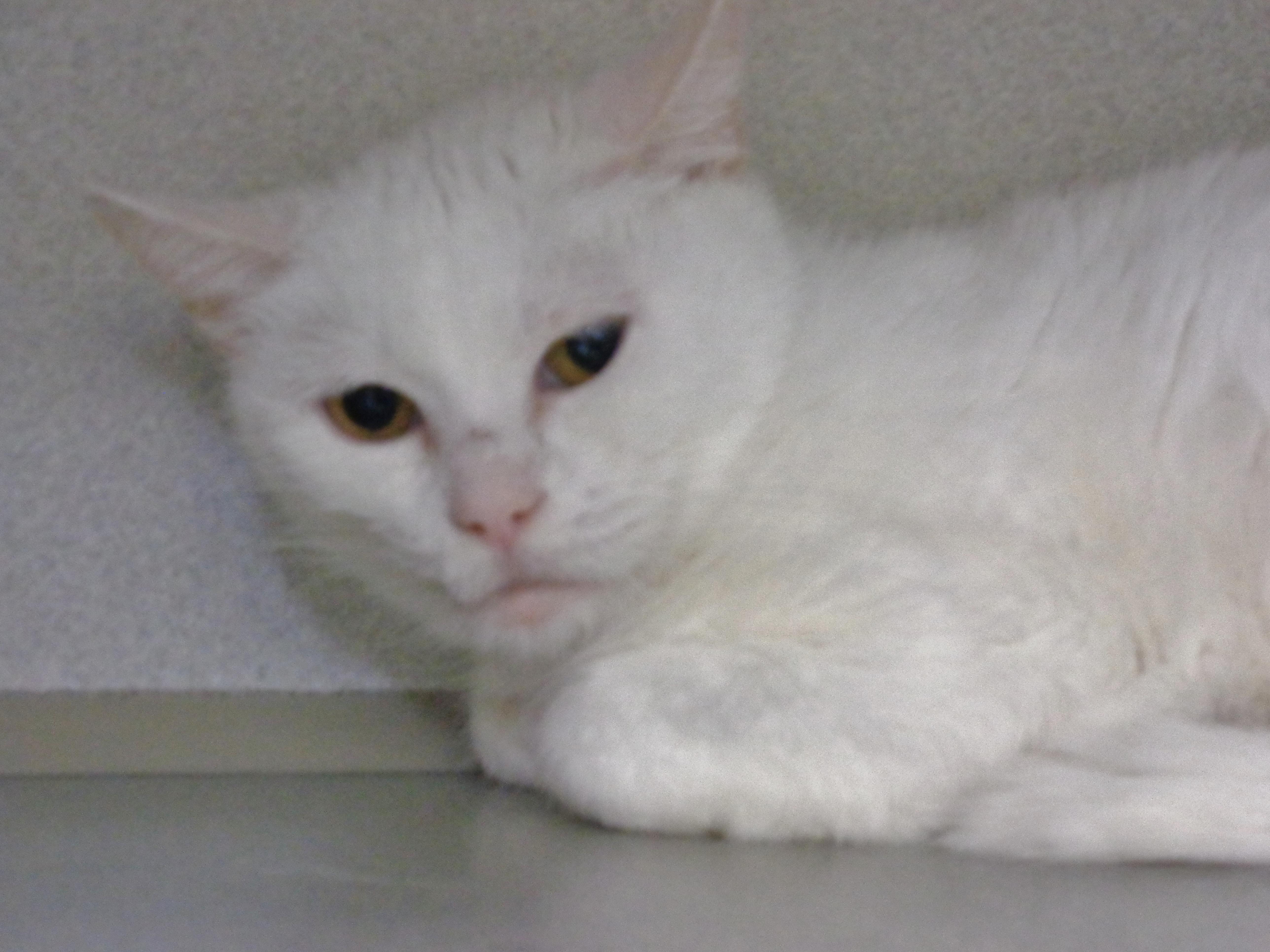 Panna Cotta thumbnail 6