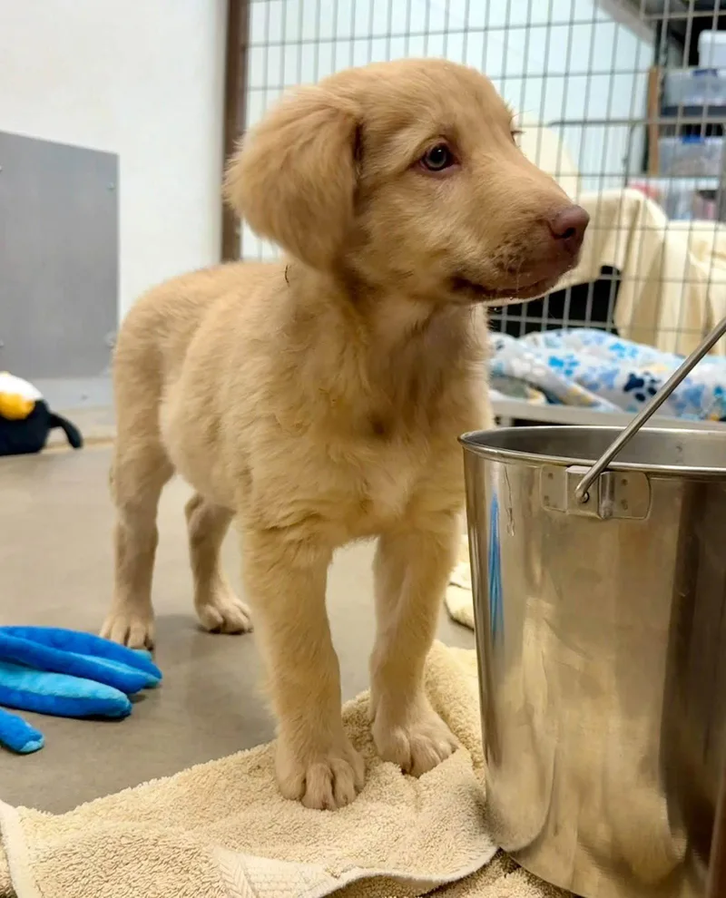 A baby medium-sized female Golden Retriever dog named Wink for adoption in Phoenix, AZ